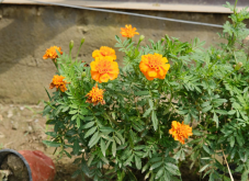 <strong>万寿菊种植方法</strong>