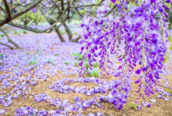 藤花花语和寓意