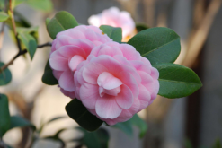 <strong>山茶花应该如何养殖?</strong>