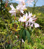 <strong>清明花栽培技术</strong>
