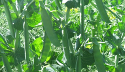 <strong>豌豆尖什么时候种植最好？种植前后要注意什么？</strong>