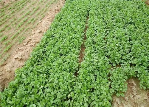 香菜亩产量一般是多少公斤?