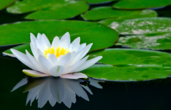 睡莲怎么水养才能发芽