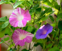 <strong>牵牛花的养护技巧</strong>