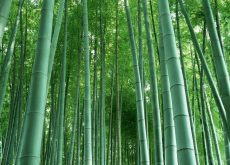 <strong>毛竹的生长速度</strong>