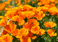 <strong>花菱草怎样种植</strong>