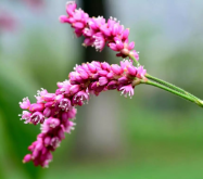 <strong>红蓼种植方法和时间</strong>