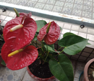<strong>观叶花烛的养护技巧</strong>