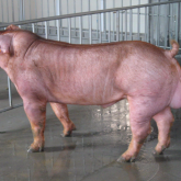 <strong>从外貌鉴定杜洛克后备种猪</strong>