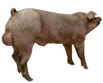 <strong>公猪精液质量评估(二)</strong>