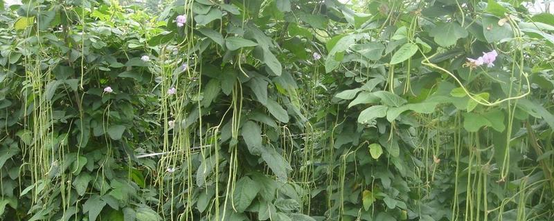 豆角没熟有毒吗?