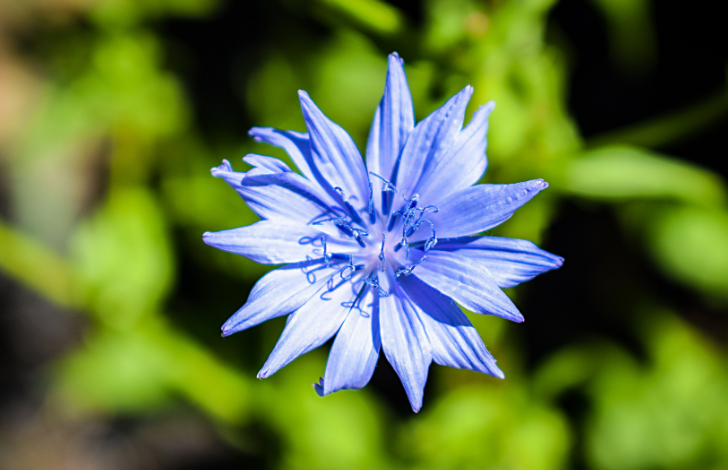 矢车菊的花语是什么？