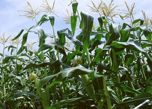 夏至适合种植什么食物?