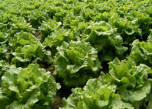 夏至适合种植什么食物?