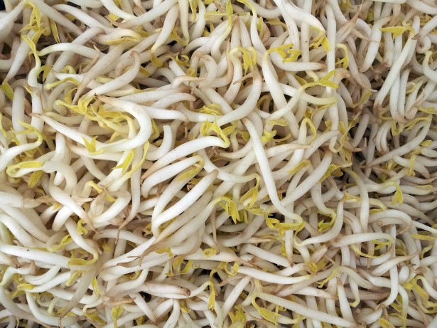 怎么管理种植豆芽?