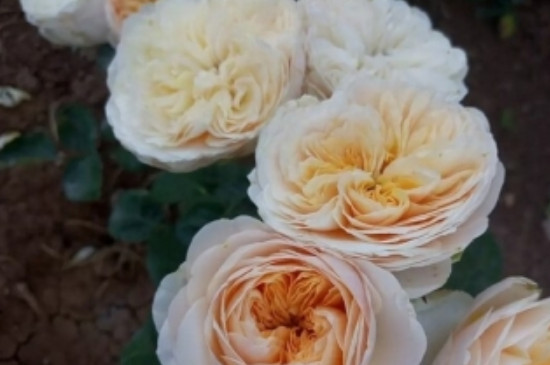 朱丽叶玫瑰花语是什么？