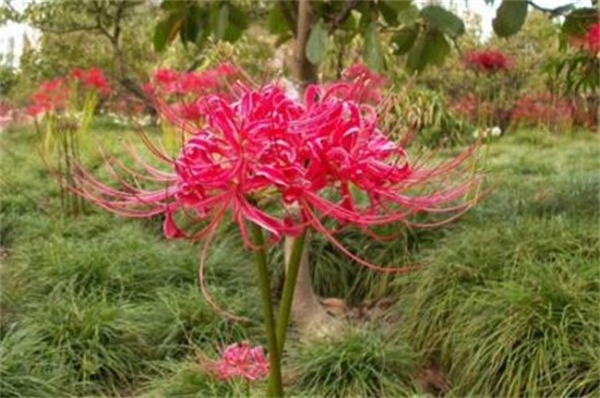 彼岸花的花语是什么?