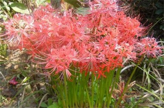 彼岸花的花语是什么?