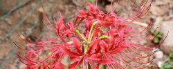 彼岸花的花语是什么？