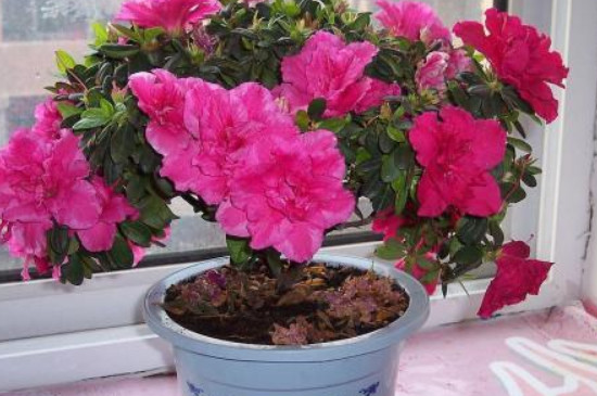 盆栽杜鹃的种植技术？