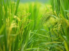 <strong>小暑时节螨类害虫高发的特点和防治措施</strong>