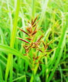 <strong>香附子如何防治?</strong>