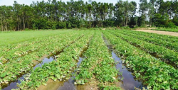 <strong>夏天雨水多，农田易积水怎么办？</strong>