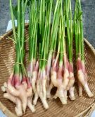 <strong>生姜腐烂病防治方法</strong>