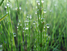 <strong>竹节草怎么消灭</strong>
