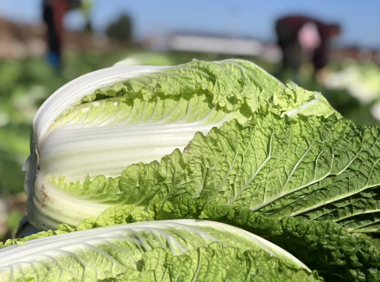 大白菜产量高不高？关键看播种时间