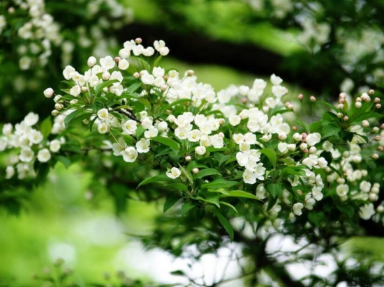 室内适合种植的盆栽