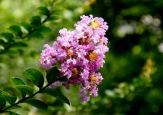 室内适合种植的盆栽