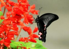 <strong>室内不适合养的花卉</strong>