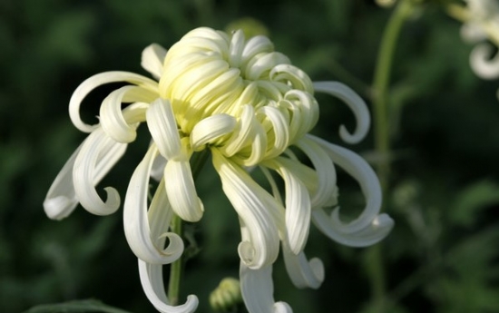 冬天怎么养护和修剪菊花：留根存芽，修剪别留手