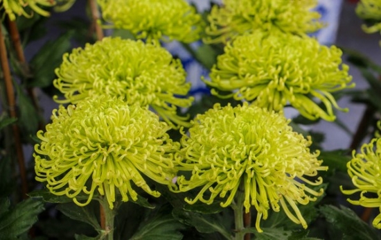 冬天怎么养护和修剪菊花：留根存芽，修剪别留手