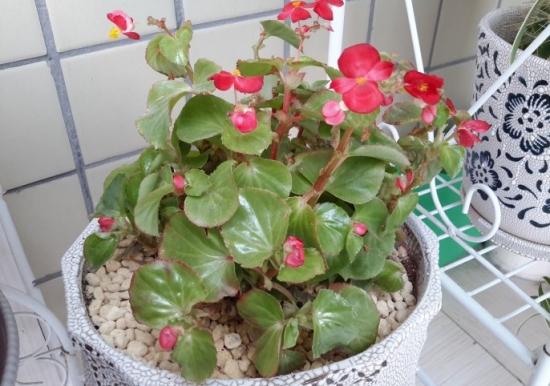 新手养花适合养什么花 适合新手养殖的话品种