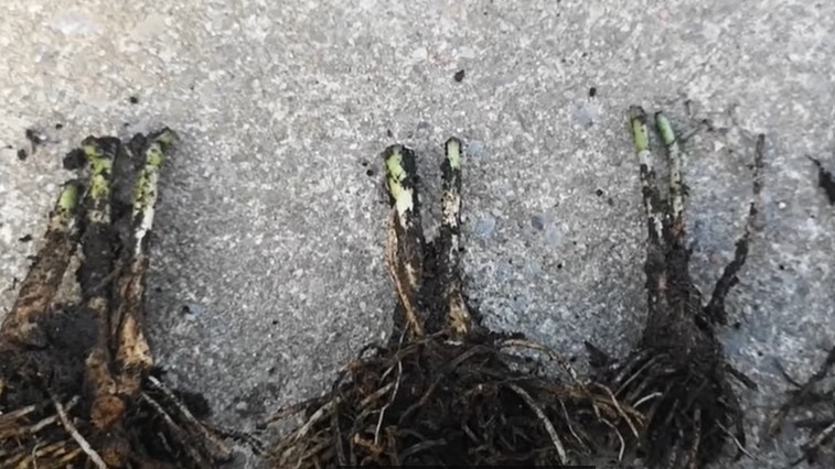 种植韭菜的技术和管理