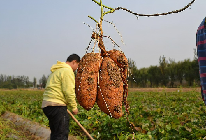 如何判断红薯是否能采摘?