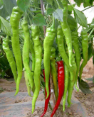 <strong>种植辣椒注意事项有哪些？</strong>