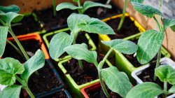 <strong>防止植物过早抽苔开花，可以试试这几种办法</strong>