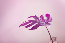 <strong>什么季节适合栽培水龙竹，水龙竹种植和播种的方法有哪些</strong>