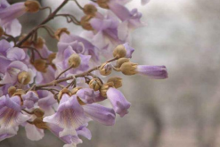 泡桐花几月开？该如何养护？