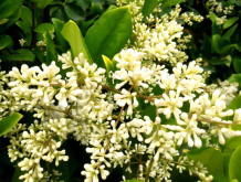 <strong>冬青会开花吗？花期是多长？</strong>