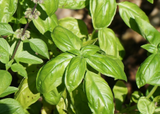 <strong>植物精油-罗勒的功效及用处！</strong>