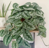 <strong>叶色清逸素雅的室内植物-小叶银斑葛</strong>