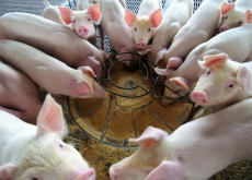 <strong>附红细胞体病猪-对症治疗+杀虫治疗！</strong>
