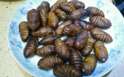 <strong>蚕蛹可以喂猪吗？蚕蛹在猪饲料的作用？</strong>
