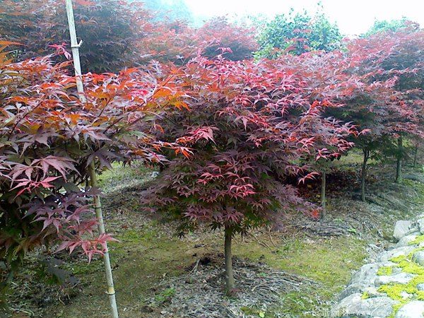 什么季节适合栽培红枫树苗,红枫树苗种植和播种的方法有哪些