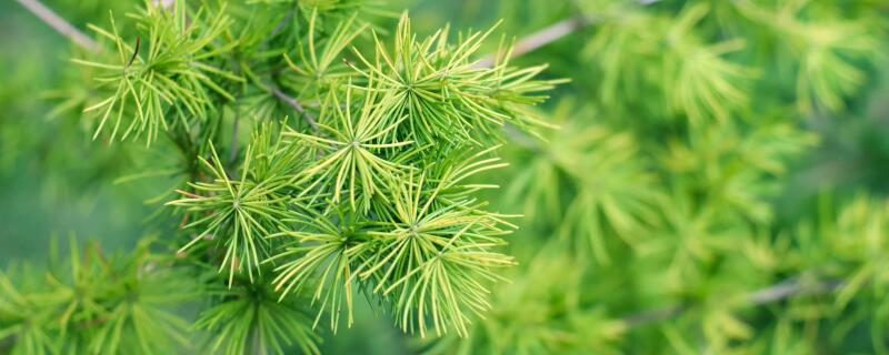 什么季节适合栽培蓬莱松,蓬莱松种植和播种的方法有哪些?