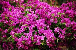 <strong>花叶生虫了怎么办？花叶病用什么农药</strong>